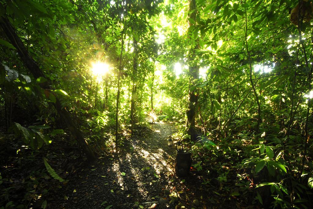 Playa Nicuesa Rainforest Eco Sanctuary Golfito Exterior photo